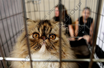 Чистокръвна породиста персийска котка