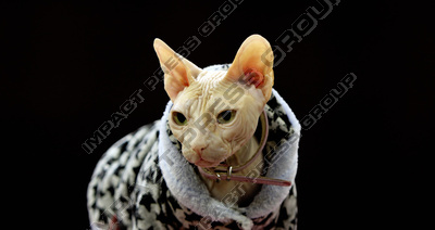 изложба снимки котки породи породиста персийка снимки рекс