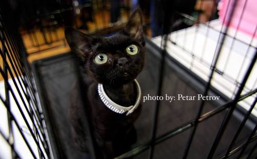 изложба снимки котки породи породиста персийка снимки