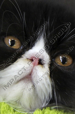 изложба снимки котки породи породиста персийка снимки