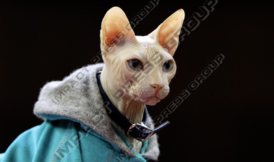 снимки фотография котки котка персийска сибирска шотландска мейн куун рагдол рекс