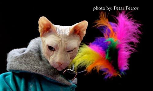 снимки фотография котки котка персийска сибирска шотландска мейн куун рагдол рекс