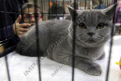 снимки фотография котки котка персийска сибирска шотландска мейн куун рагдол